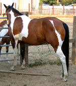 Decco Doc Royal (Ziggy) - APHA reg. gelding - 5 years old